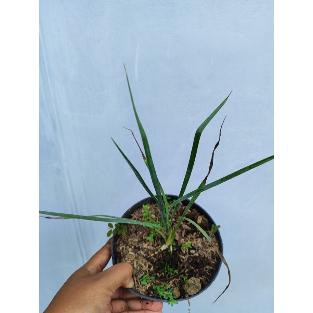Tanaman Hias Yucca Rostrata/ Tanaman Gurun Yucca Rostrata