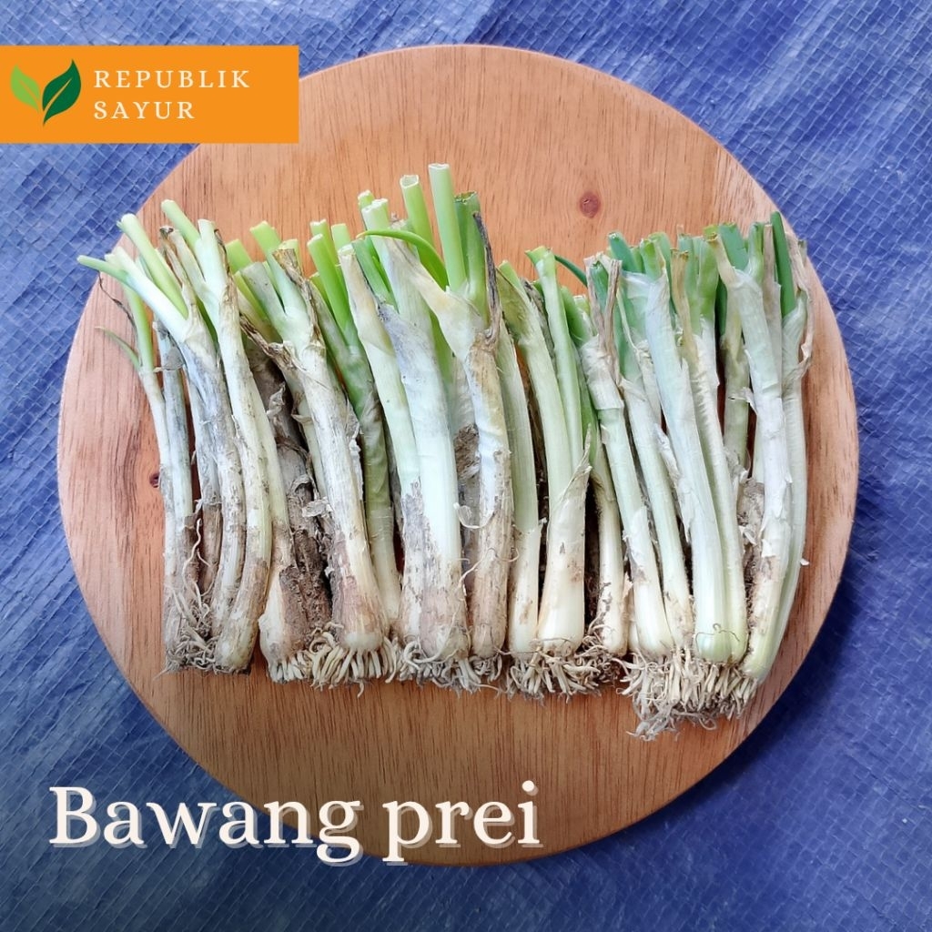 Bibit Bawang Prei , Bibit Bawang Prei 100 Gram