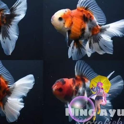 Hiasan Oranda Pancawarna Gemoy 5-6cm gen bagongan