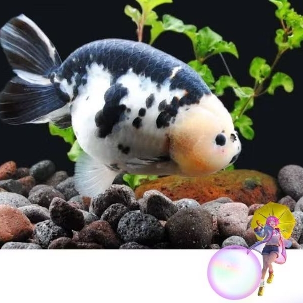 Hiasan aquarium cow ranchu 6-8 cm gen import dekorasi kolam terbaik