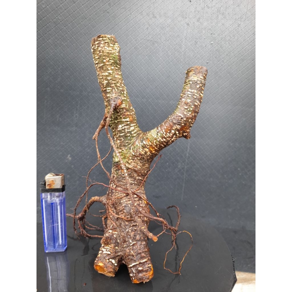 Bahan Bonsai Kimeng Gaya Formal Karakter Batang Twin Size Small Real Pict