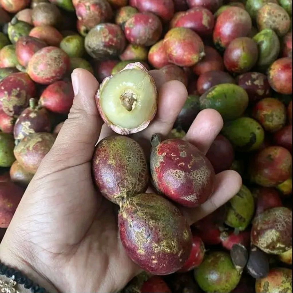 Buah matoa rasa durian kelengkeng