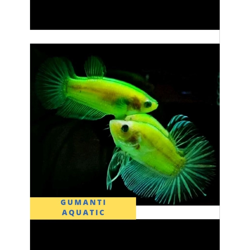 hiasan akuarium plakat cupang glofish /cupang neon