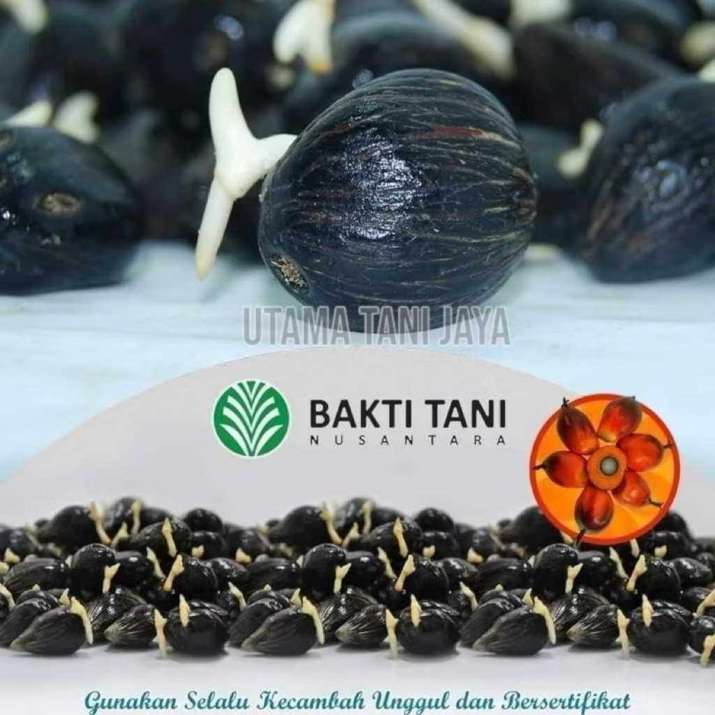 BENIH KELAPA SAWIT (BAKTI TANI / TN1)