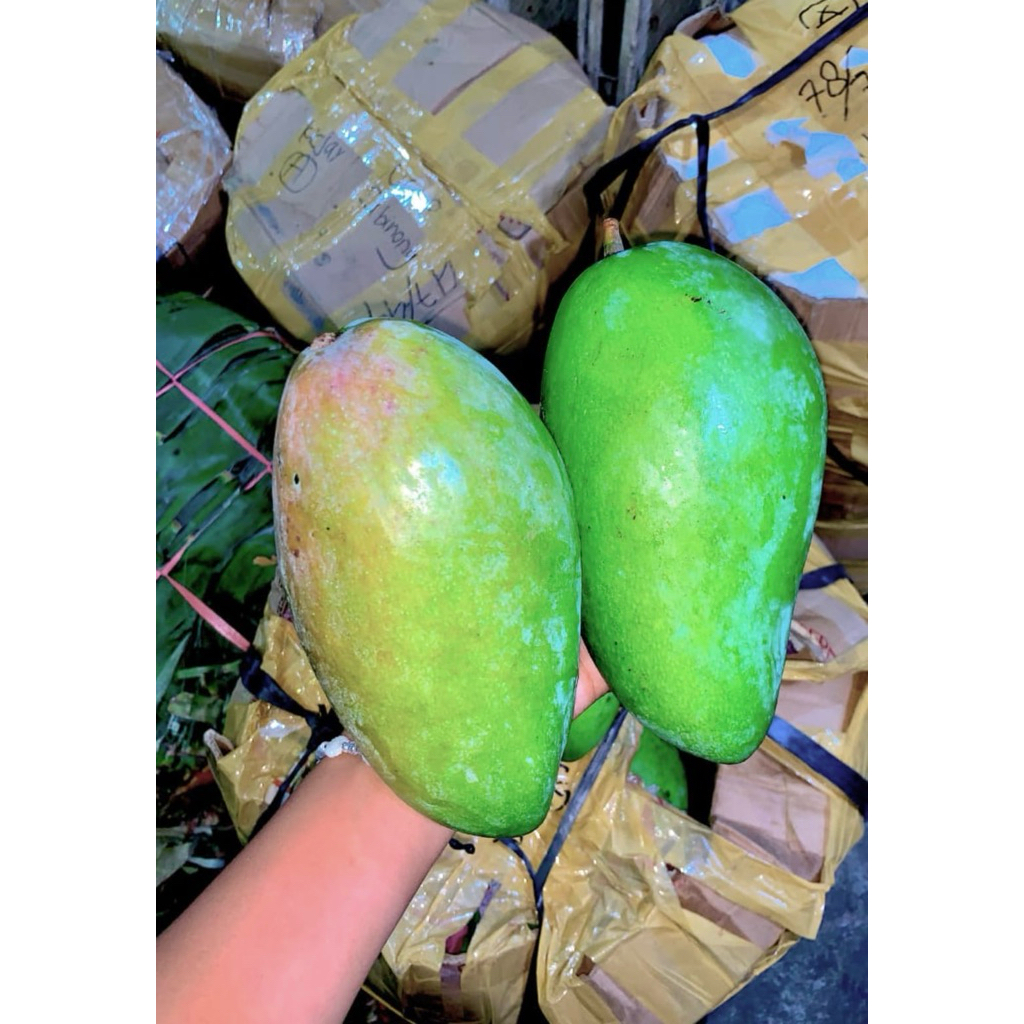 Mangga Kiyojay