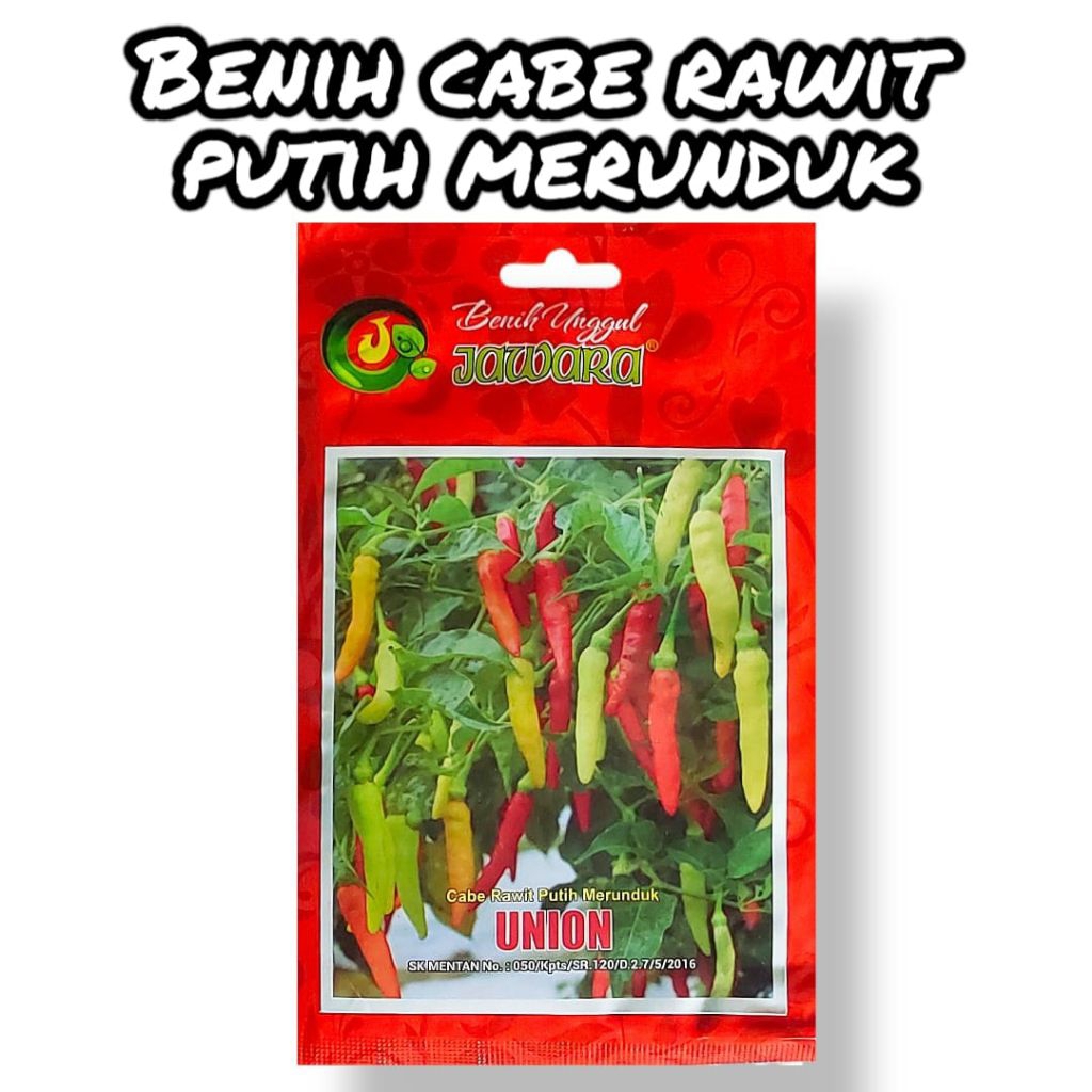 Benih Cabe Rawit Setan Putih Merunduk Union