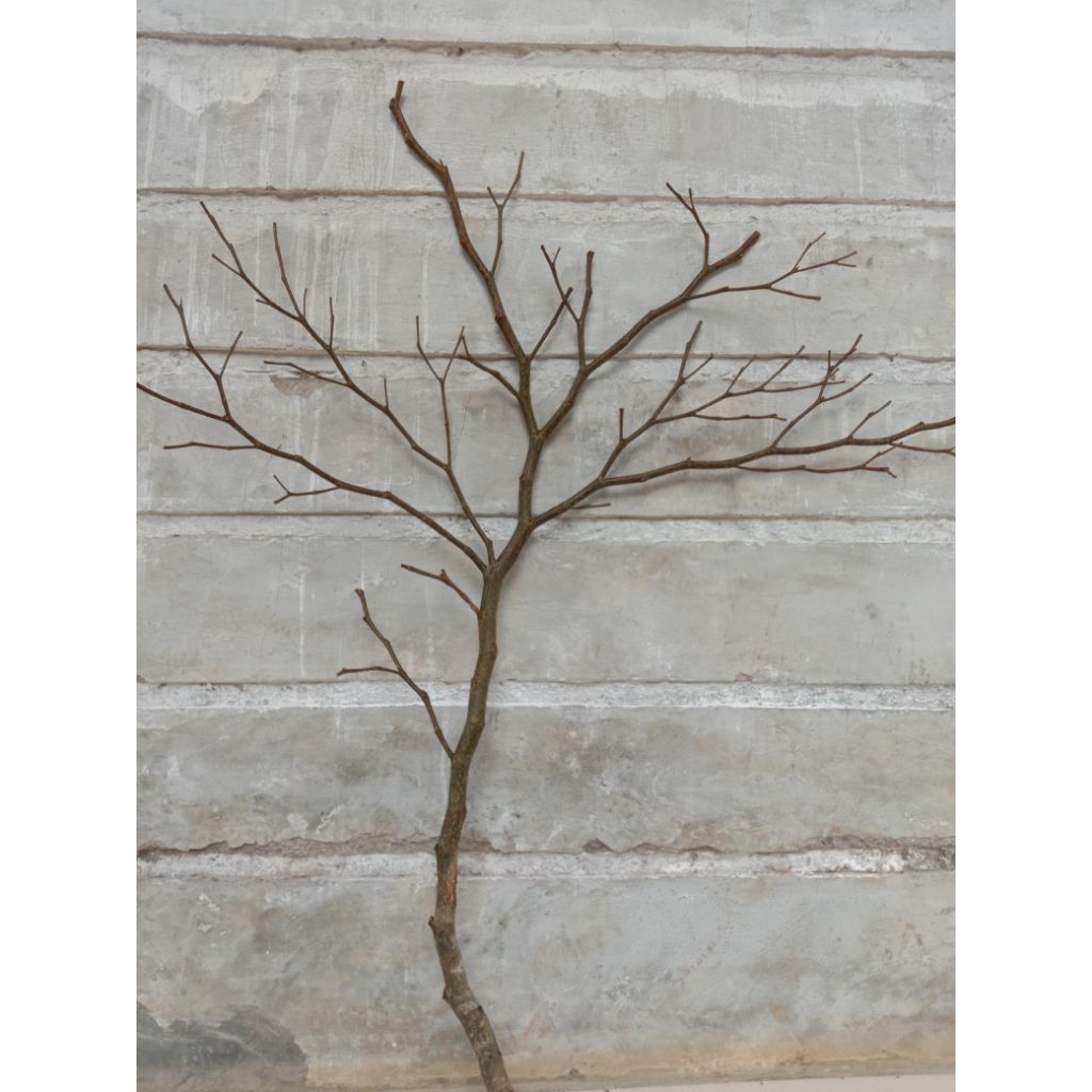 Ranting Kayu Rimbun 150 cm Hiasan Dekorasi Ranting Kayu Lebat