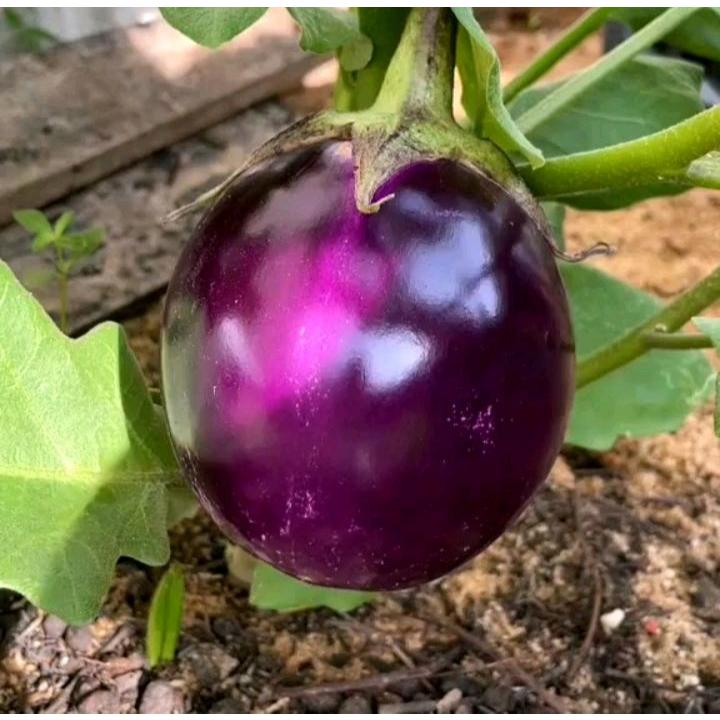 PREMIUM - Bibit Terong Ungu Bulat