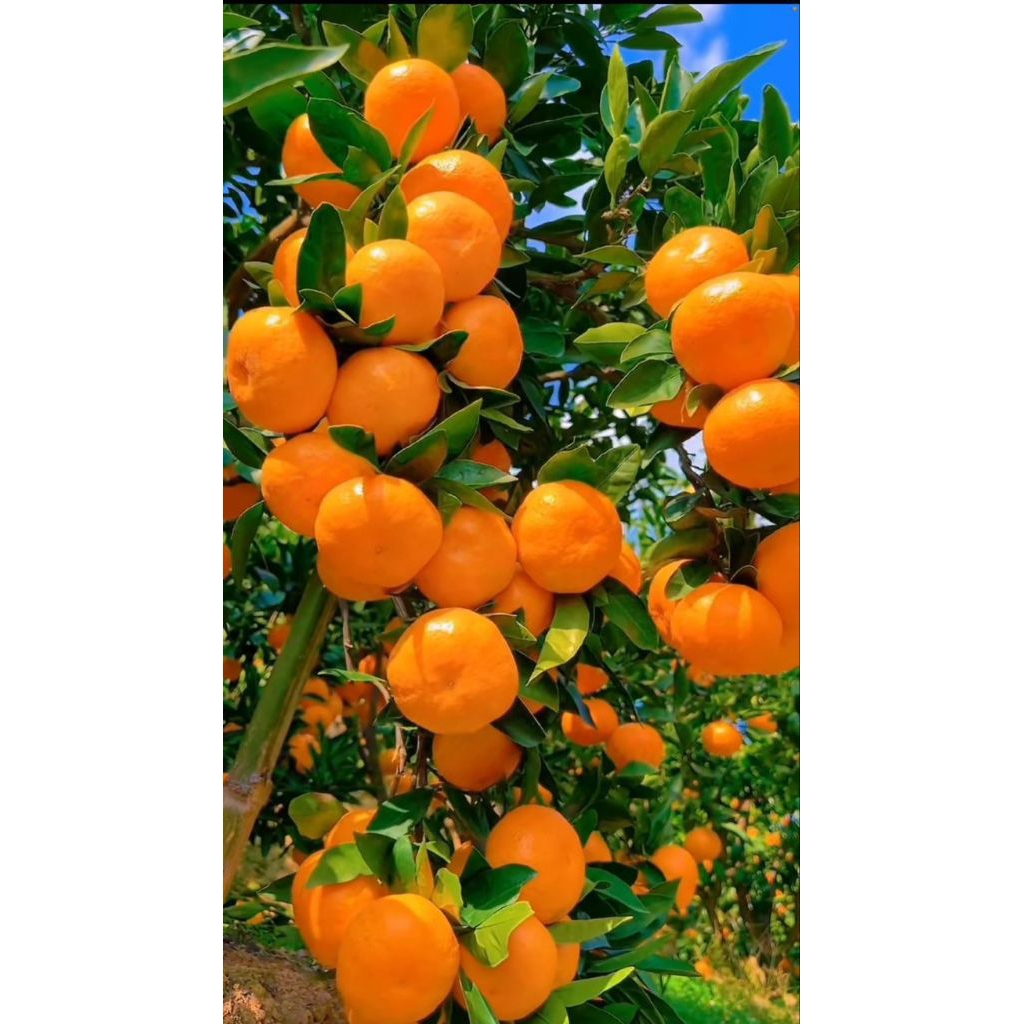 Bibit jeruk santang madu manis