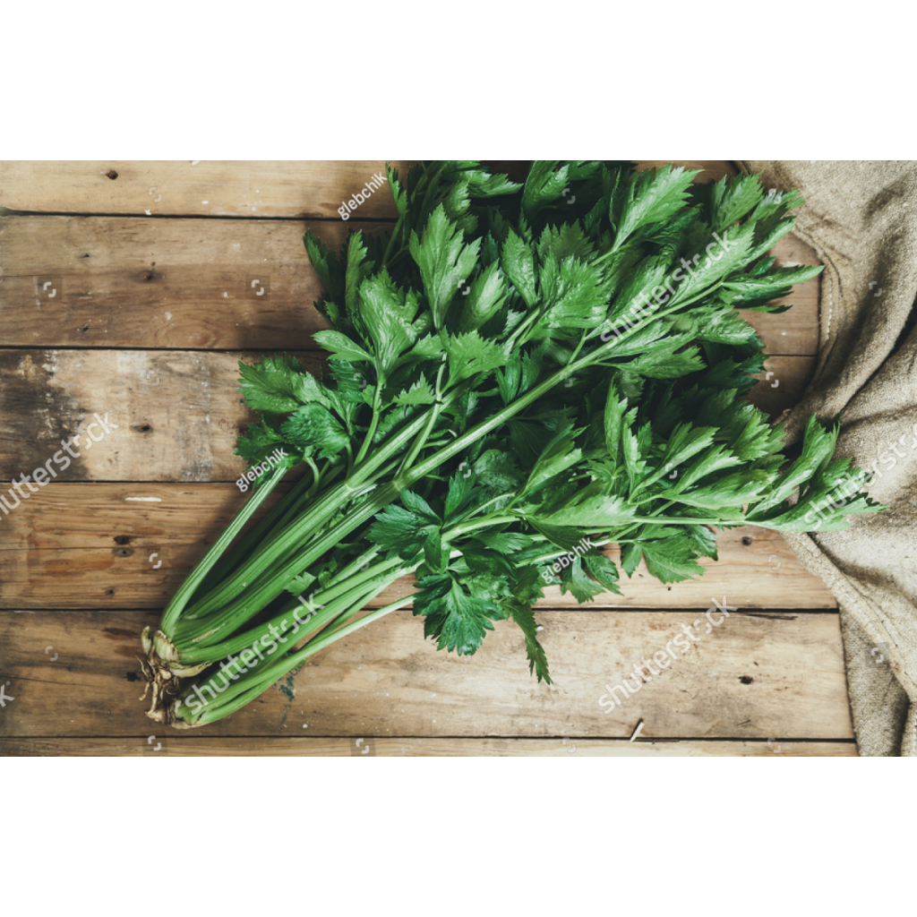 SUBUR BIBIT SELEDRI BATANG BESAR UNGGUL