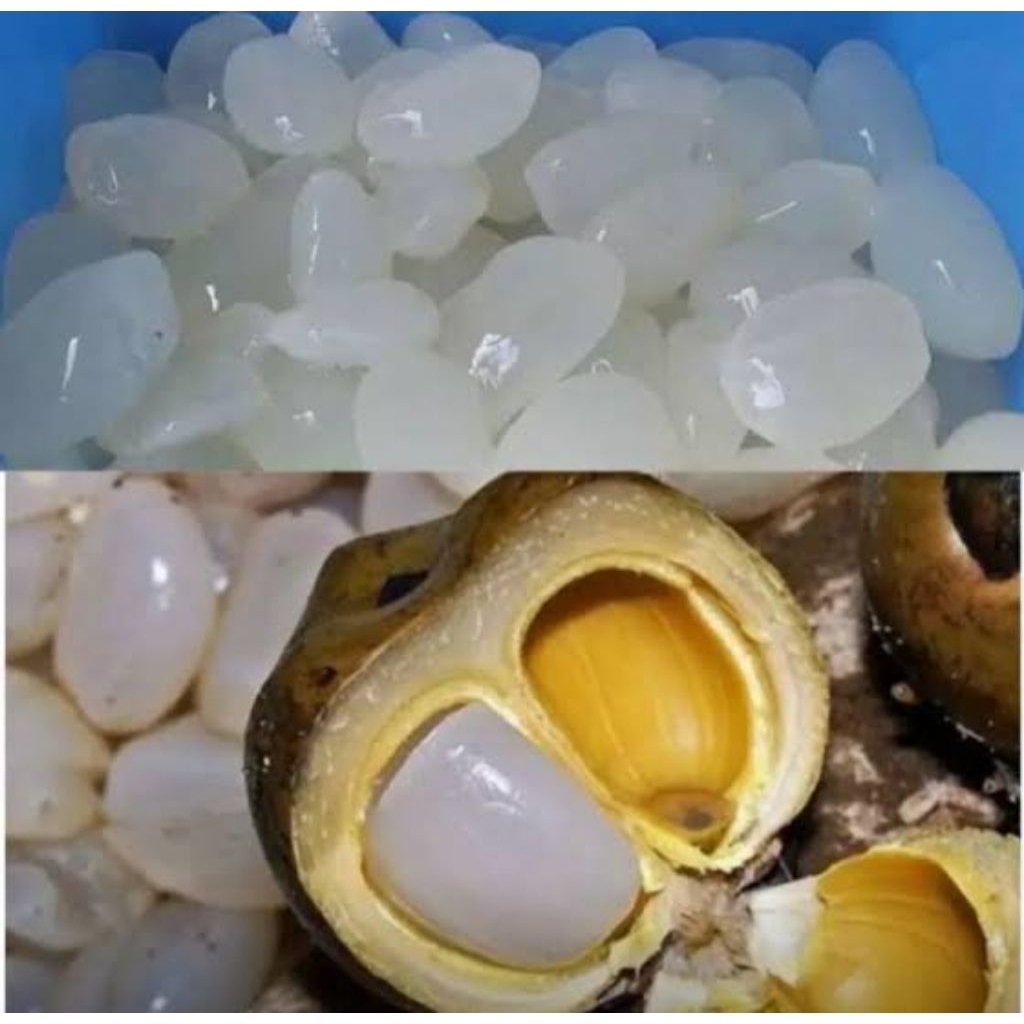 kolang Kaling segar 1kilo gram SEGAR Kolang Kaling segar 1kg Kolang Kaling Segar Kolang Kaling Bahan