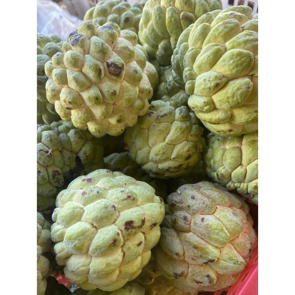 buah srikaya segar dan matang jumbo