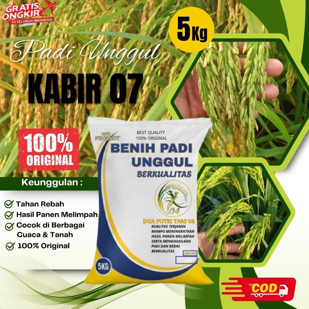 bibit PADI KABIR 07 Kemasan 5kg