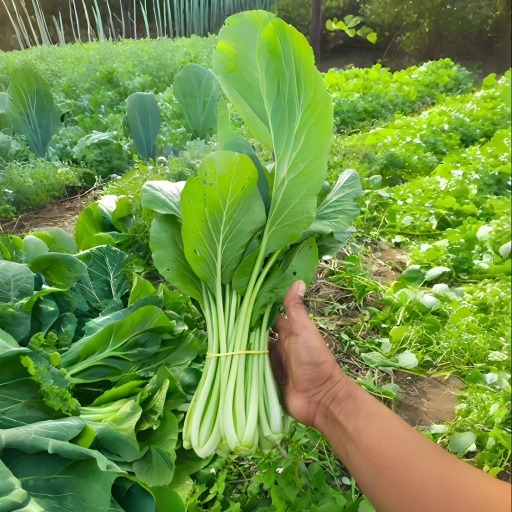 100 Biji Bibit sawi Caisim Bizi Bibit sawi Caisim hijau - benih sawi Caisim