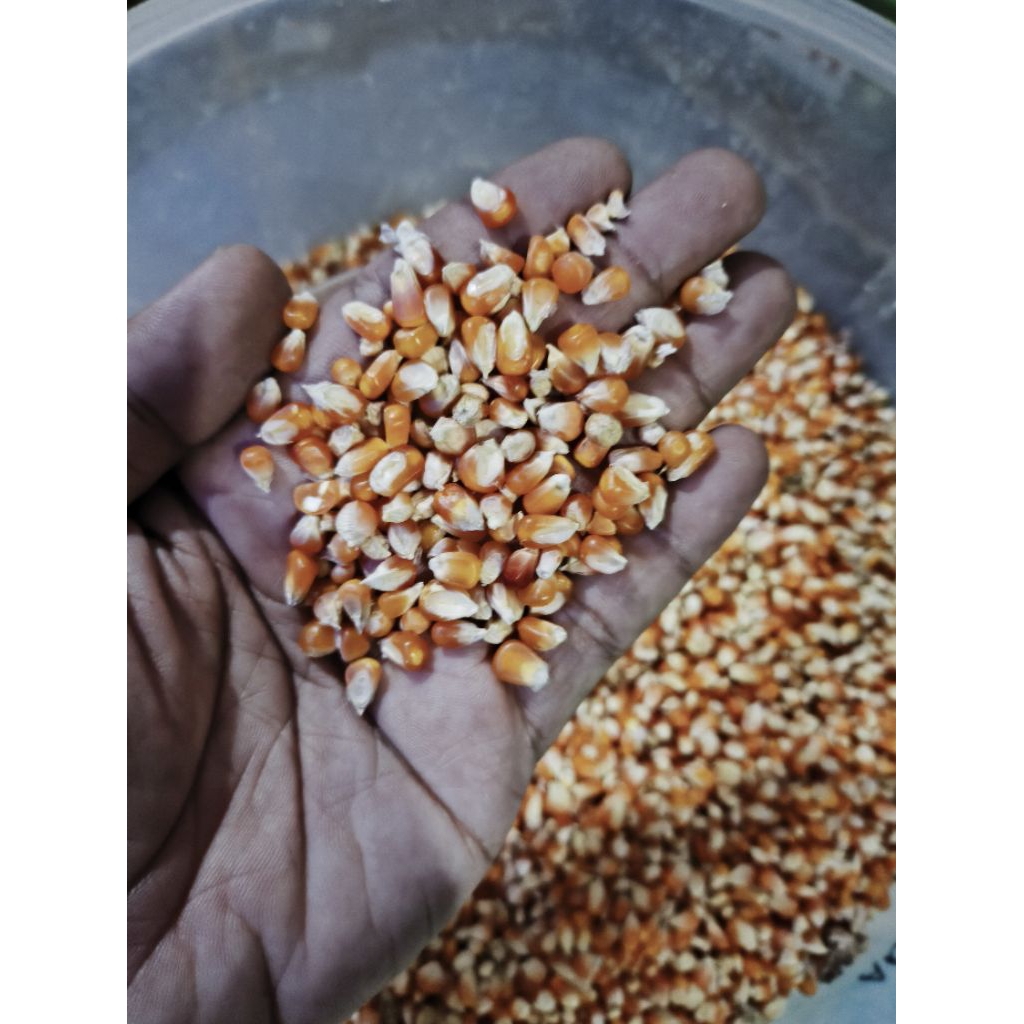 Jagung Pakan Merpati Super ukuran Kecil