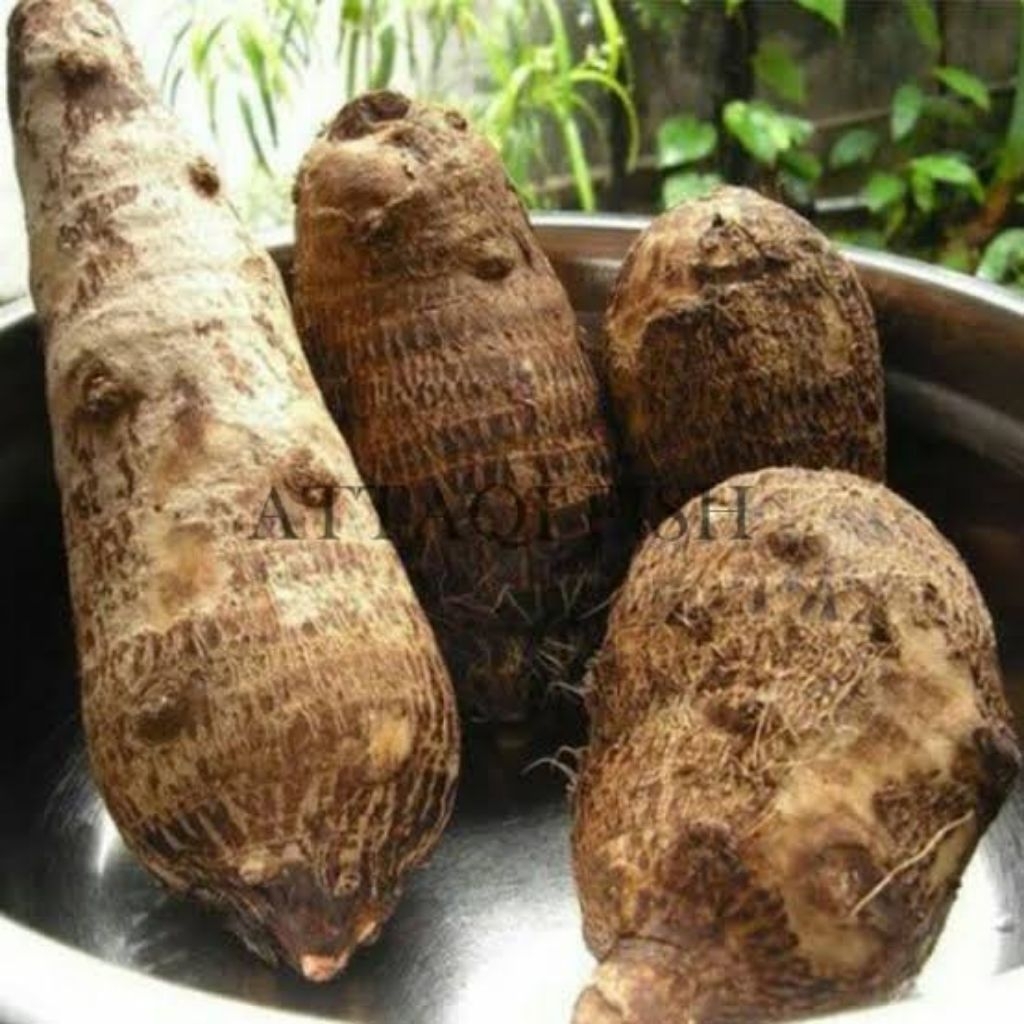 umbi talas kimpul bogor umbi talas unggul / umbi talas kimpul bogor umbi talas unggul