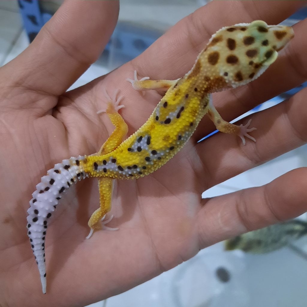 Hiasan Rumah Sesuai foto Gecko Leopard Emerine RS 1