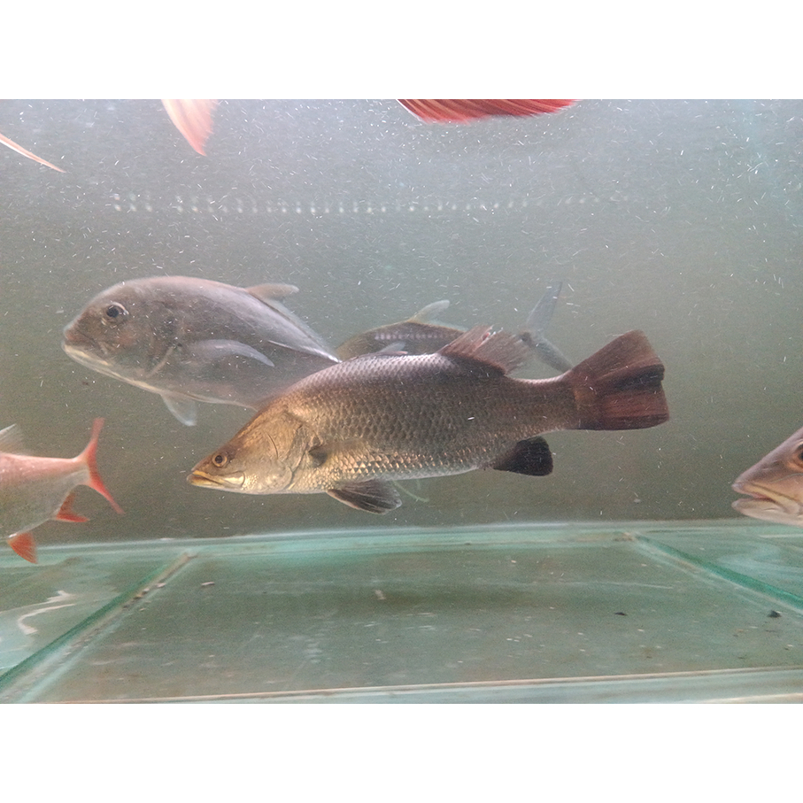 Ikan Baramundi Air Tawar Size 25 cm up / Barramundi Air Tawar / Kakap Putih Air Tawar