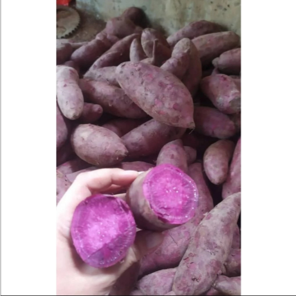 1 Kg Ubi Ungu/ Ubi Jalar Ungu/ Ubi Boled Ungu Bandorasa