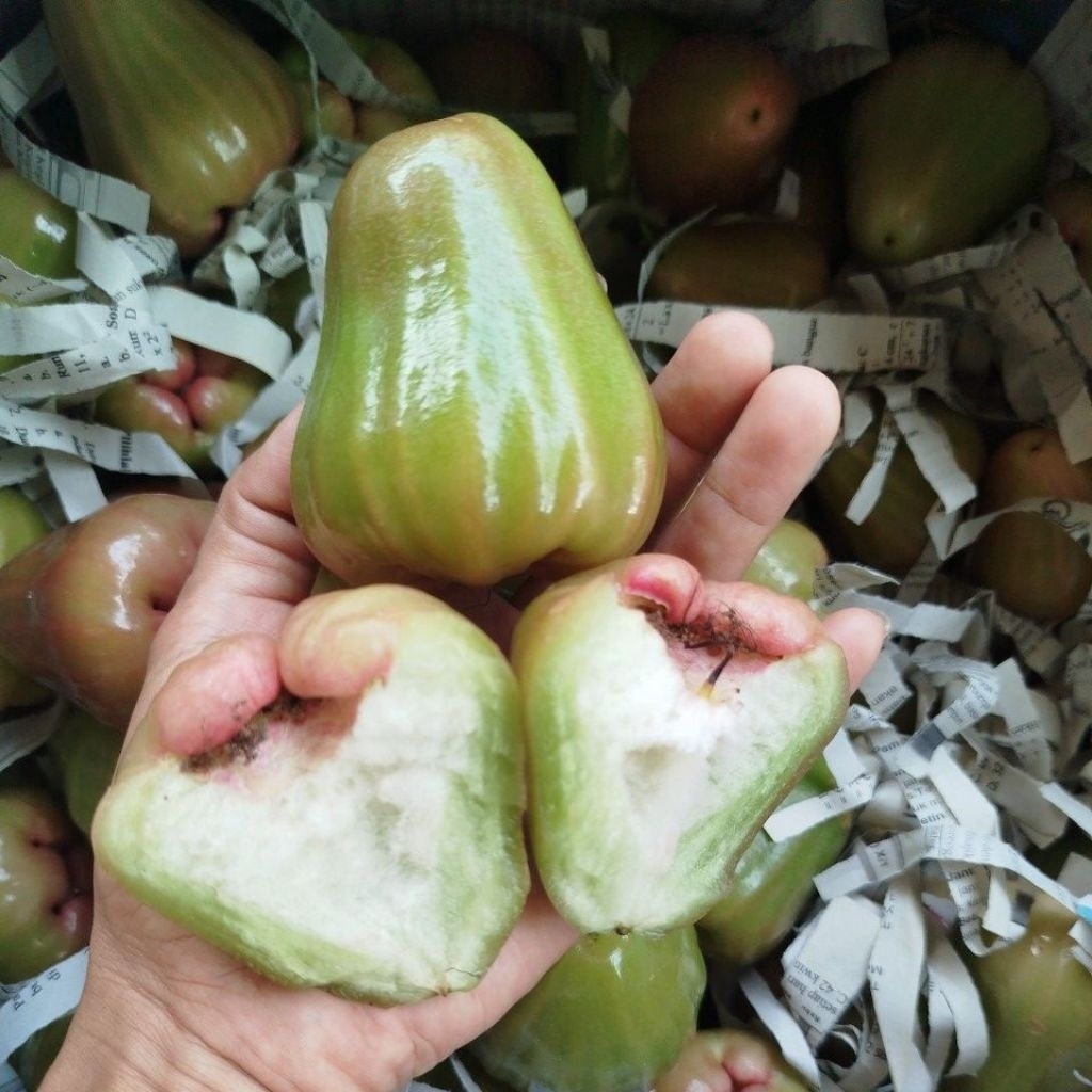 JAMBU AIR CINCALO