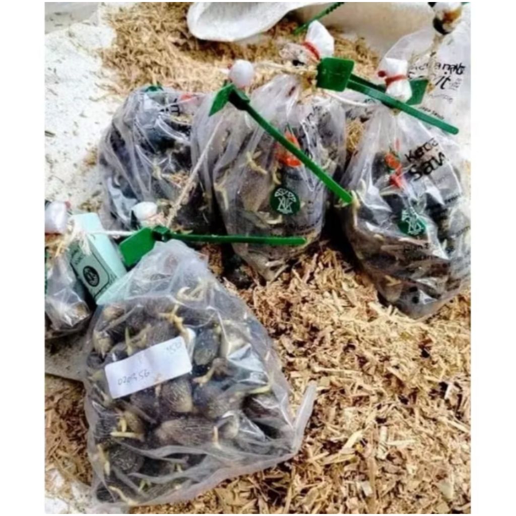 Benih Sawit unggul PPKS DXP 239 original