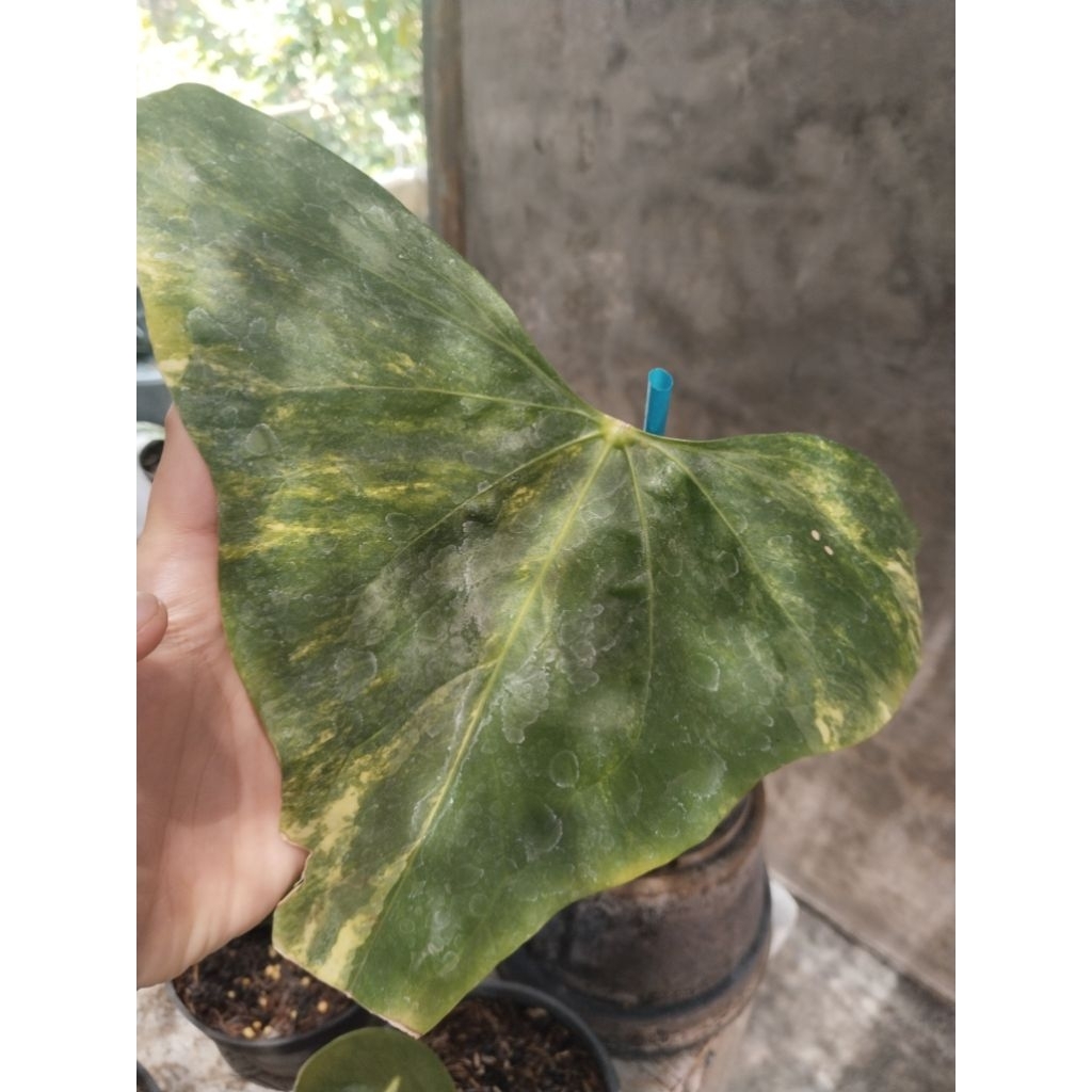 anthurium pteroductyl varigata ( bonggol besar 2 tunas