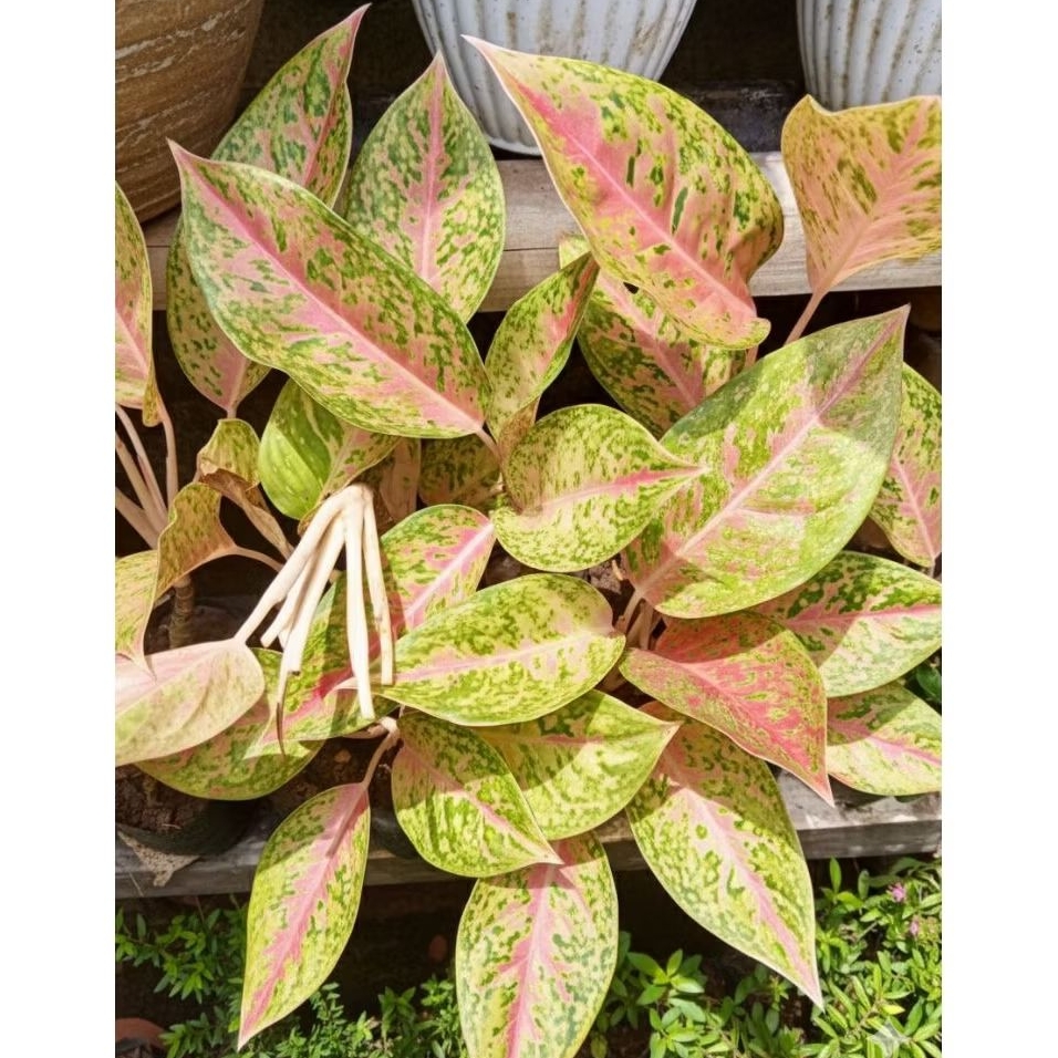 aglonema bigroy rimbun