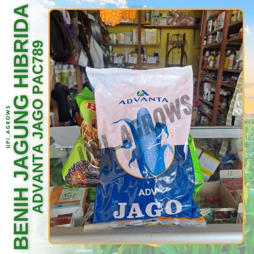 Benih Jagung ADVANTA JAGO PAC789