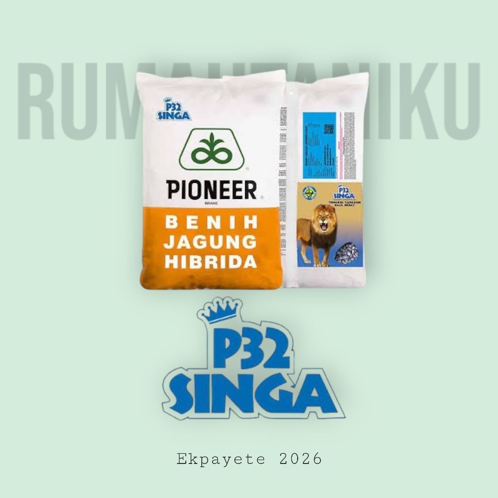 Benih Jagung Hibrida P32 Singa (5KG) - PIONEER