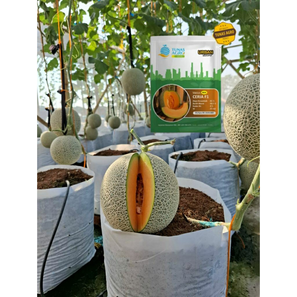 BIBIT MELON NEW CERIA TUNAS AGRO