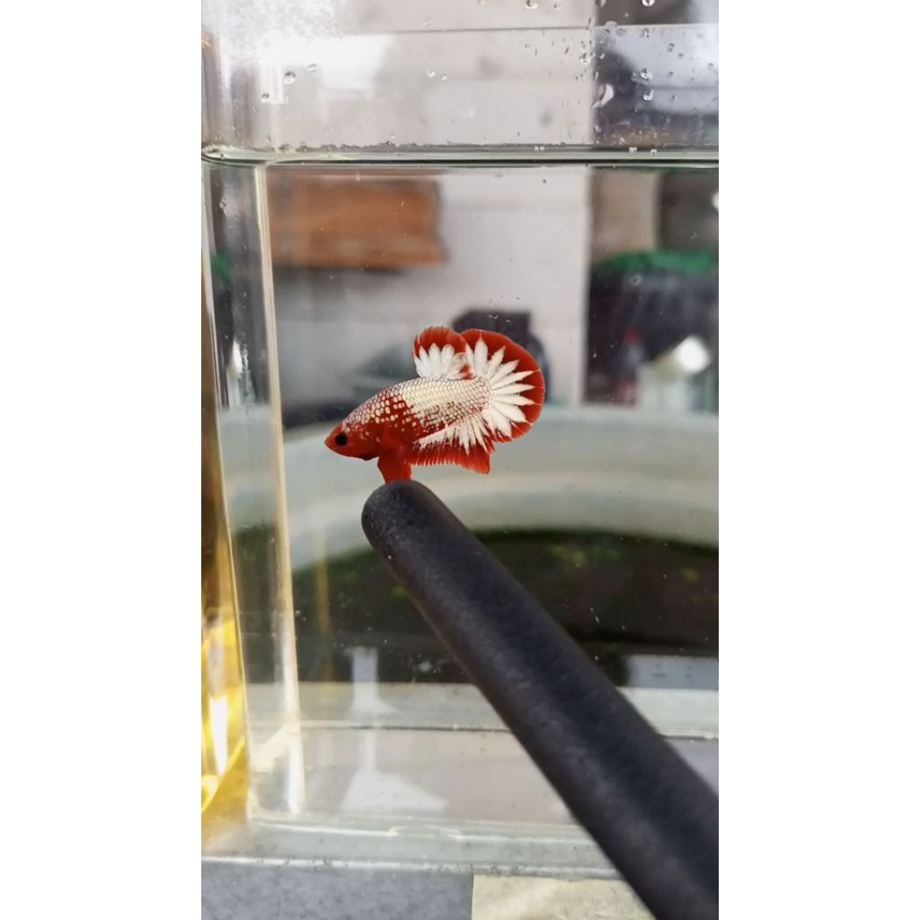 PROMO CUPANG FCCP RED HEAD CLEAN BODY