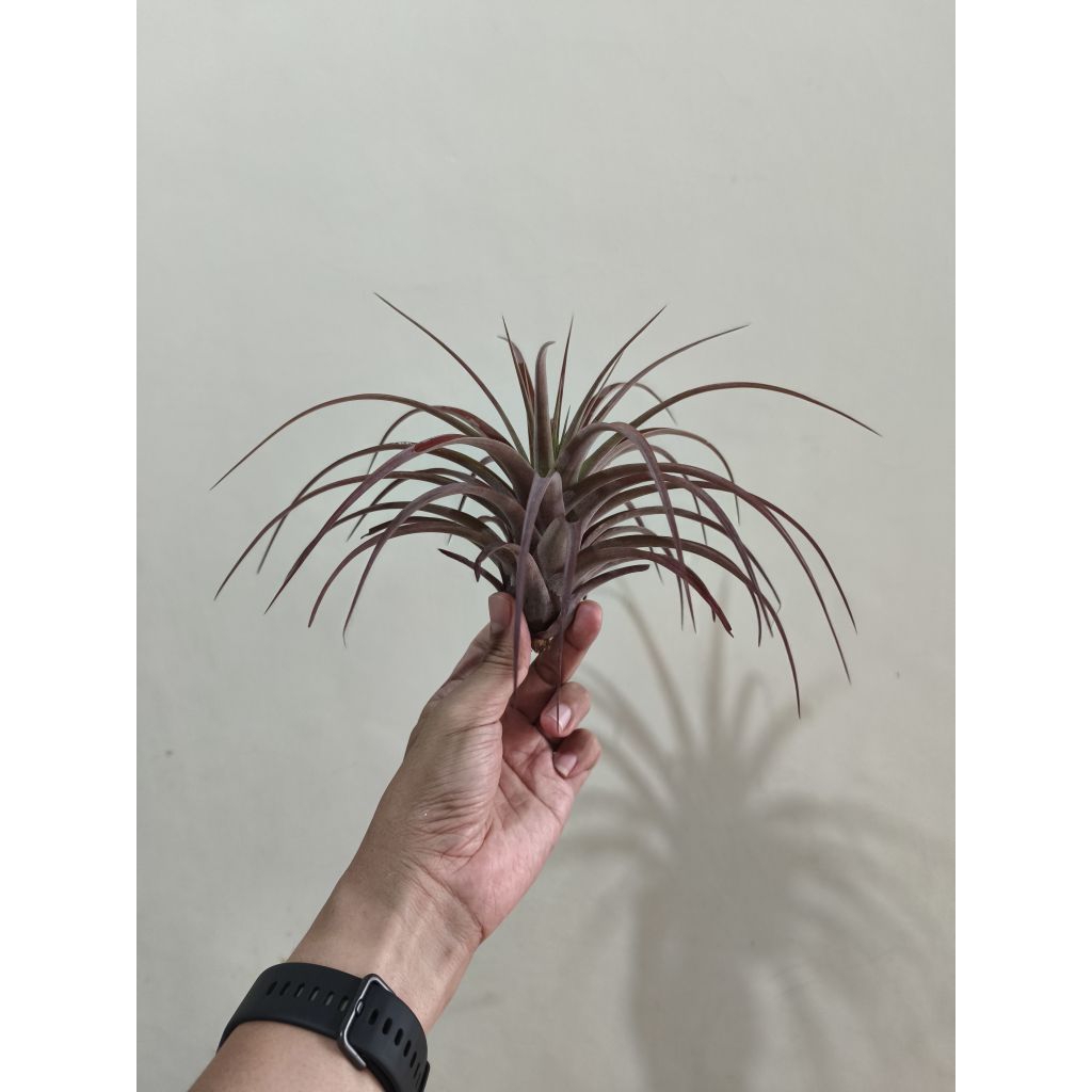 Tillandsia Love Knot - Tanaman Hias - Air Plant