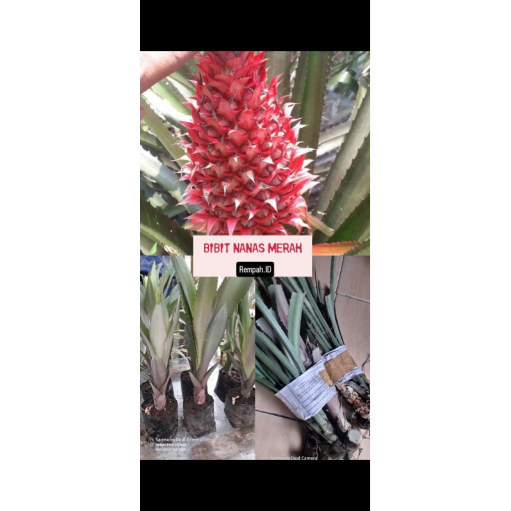 BIBIT NANAS MERAH SUPER LANGKA NANAS MERAH SIAP TANAM
