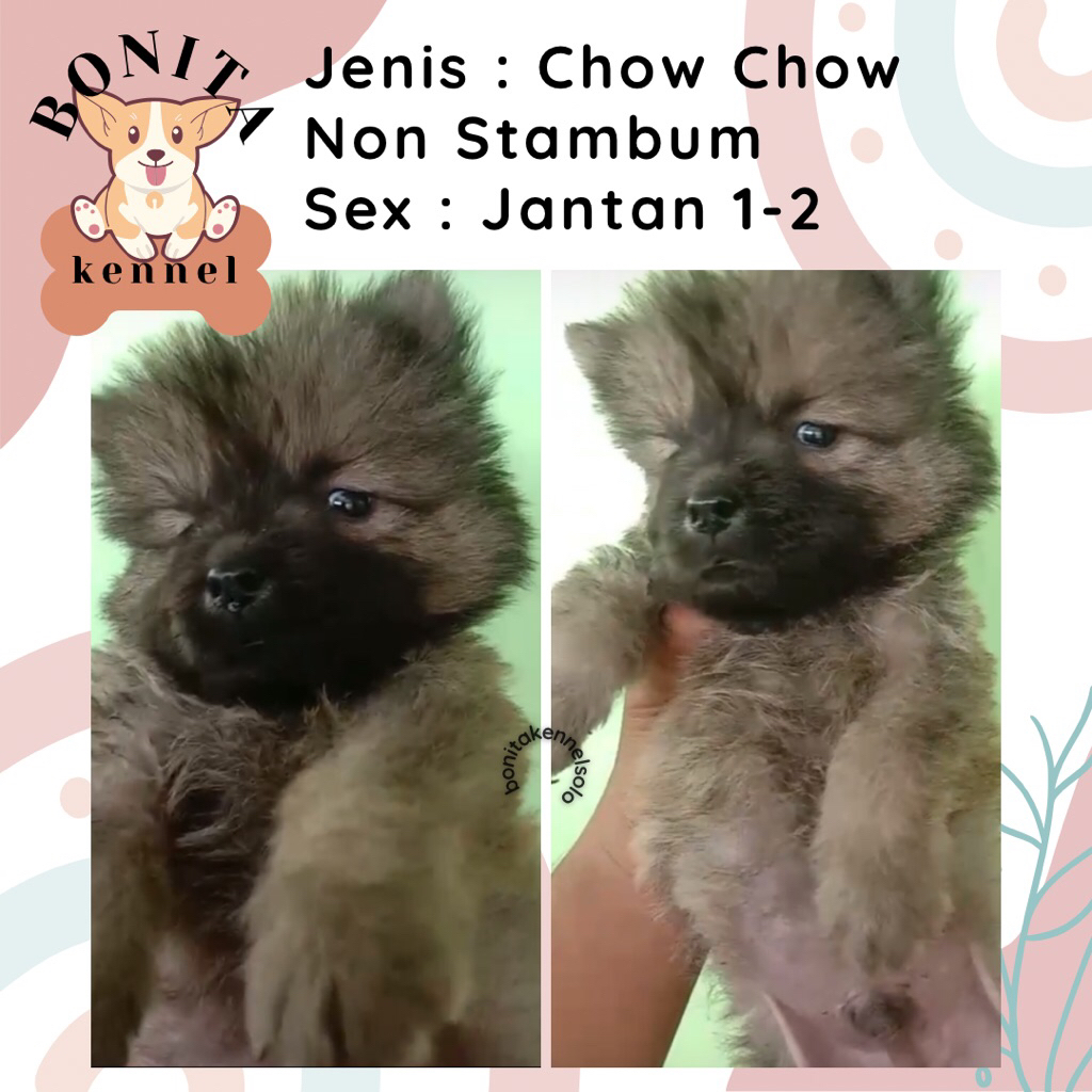 Chow Chow Non Stambum Anjing Chow Chow Jantan Betina