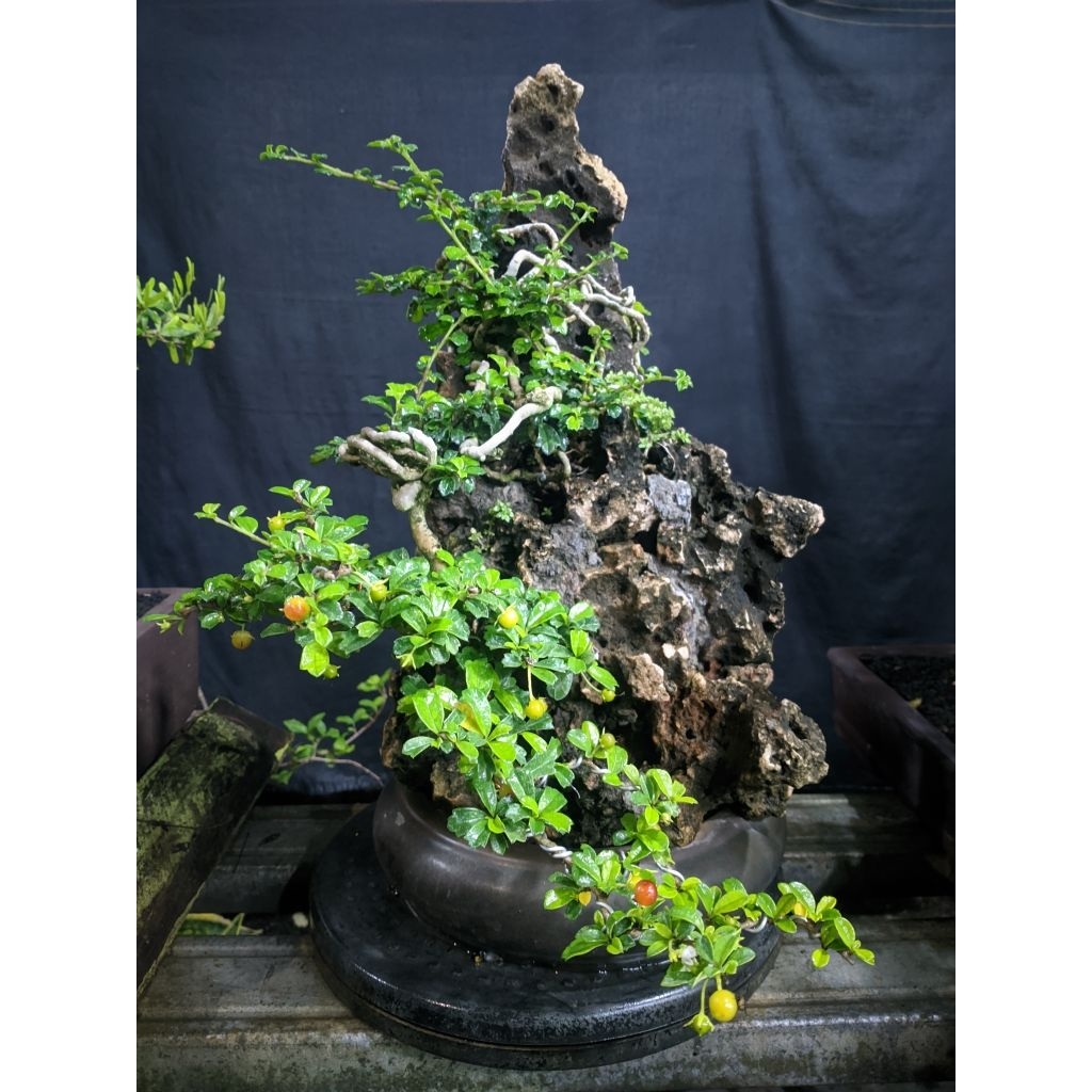 Bonsai Hokiantea Mikro Buah Penjing Pot Kramik