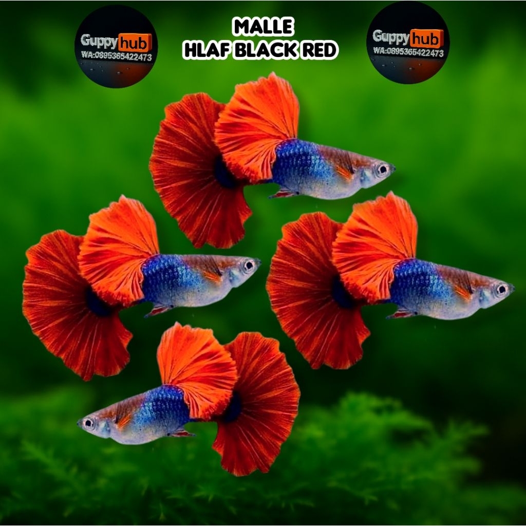 PERLENGKAPAN HB RED ROSE CAULIFLOWER