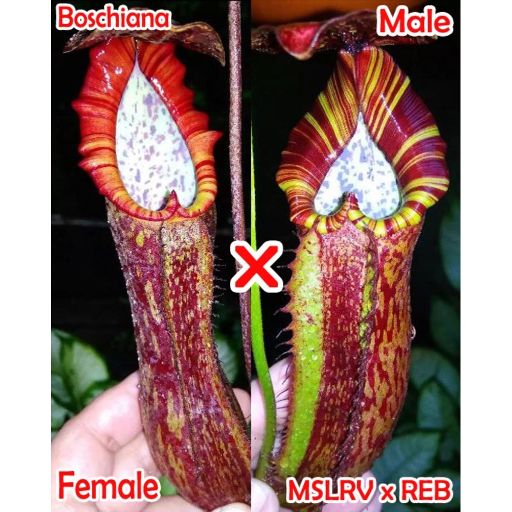 Nepenthes Boschiana X (MSLRV x REB)