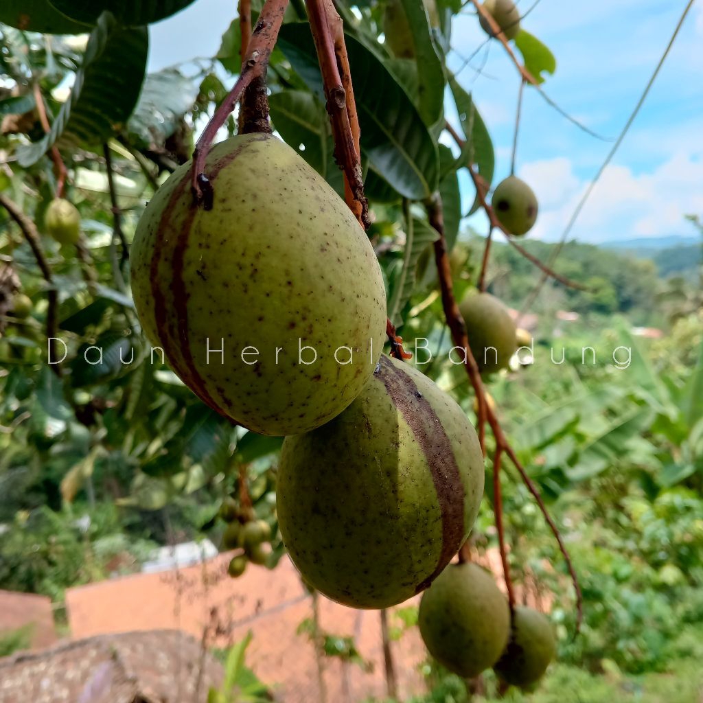 500 Gram Buah bacang atau buah Limus segar