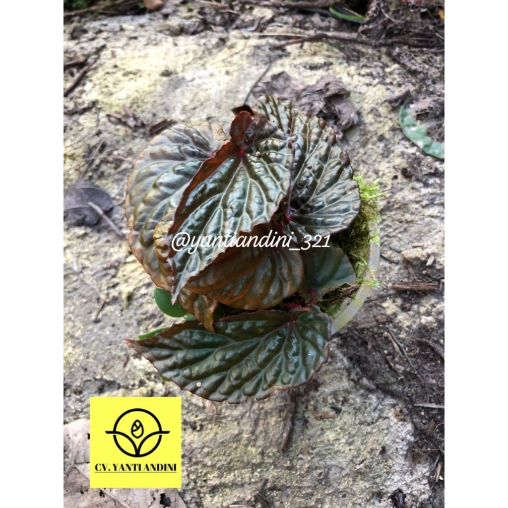 Begonia Daun Hitam