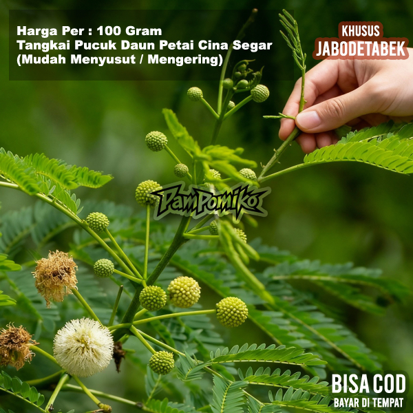 Tangkai Dan Pucuk Muda Palending Lamtoro Petai Cina Pete Mlandingan 100 Gram