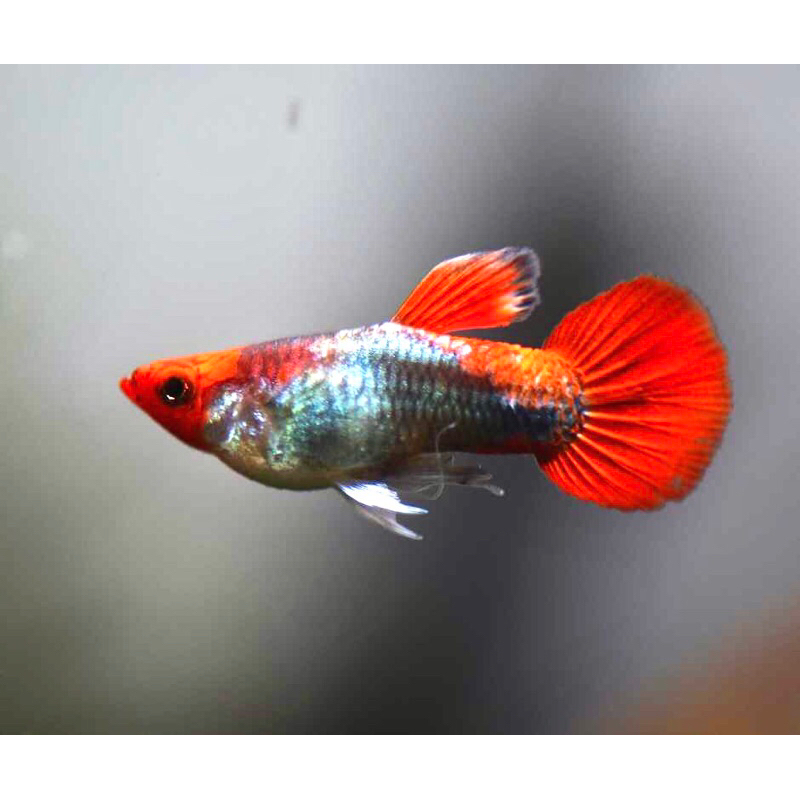 Aksesoris Aquarium Guppy Tuxedo Koi Short Body Ribbon ( Genetik )
