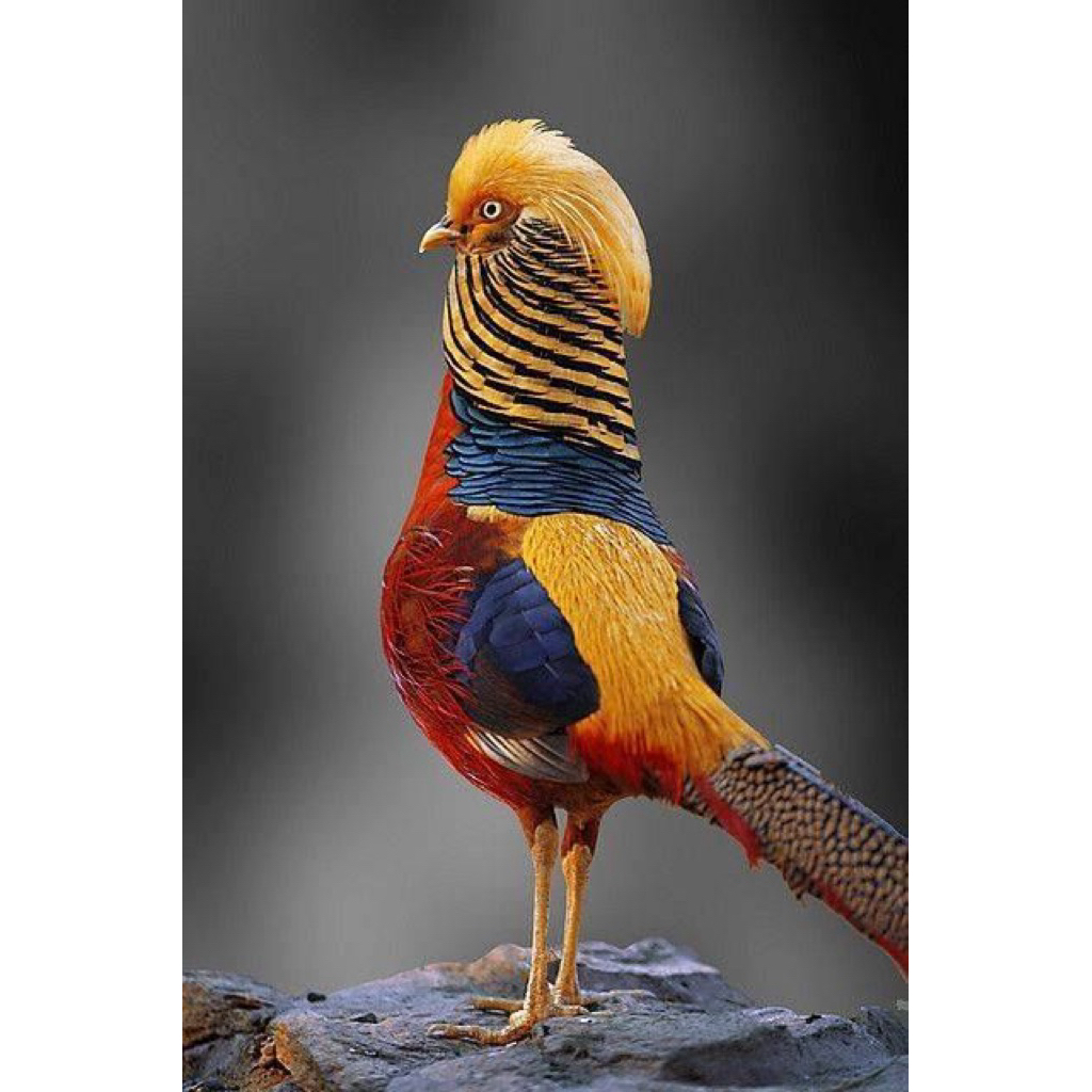 GOLDEN PHEASANT || AYAM HIAS