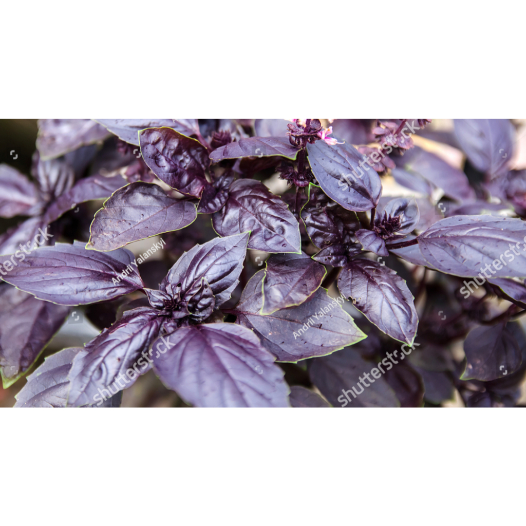 SUBUR BIBIT BASIL UNGU