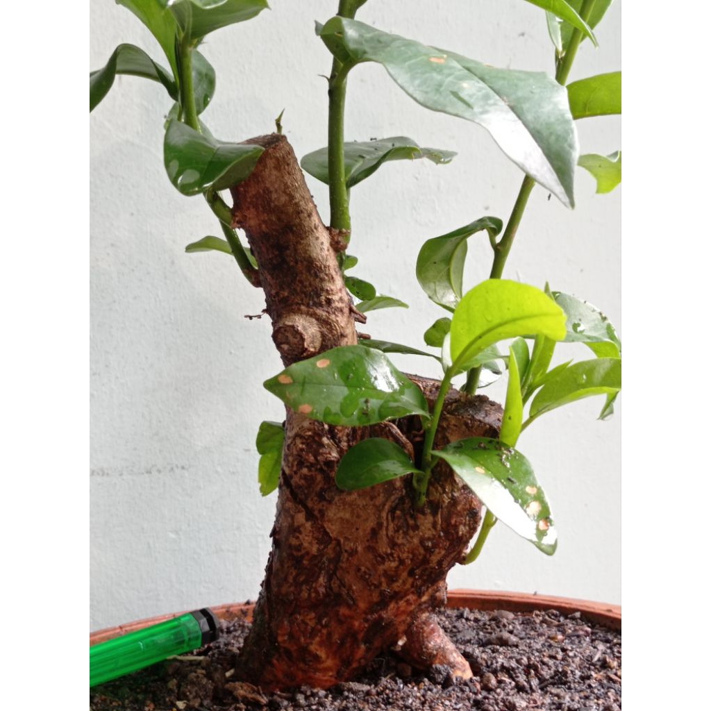 bahan bonsai wuni( buahnya enak di makan) realpic