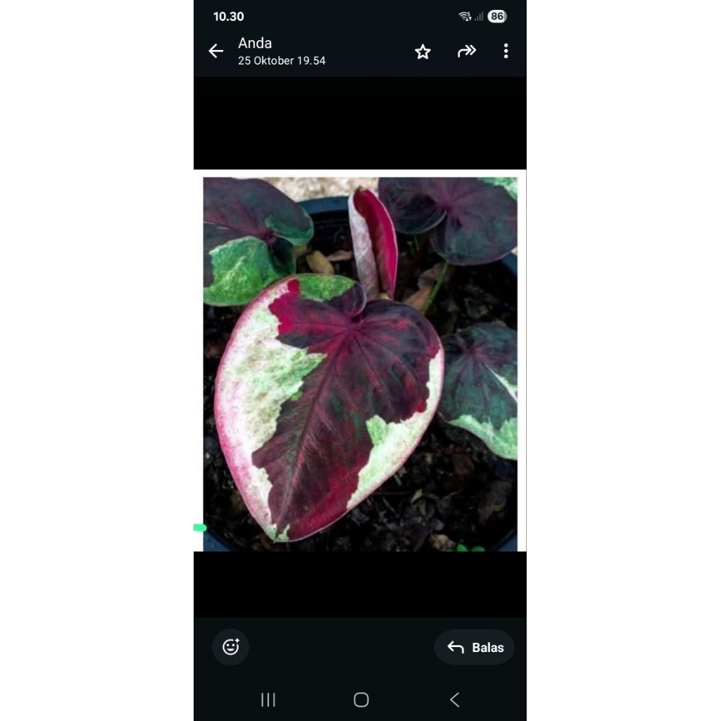 Tanaman Caladium thailand Madam daun tebal remaja