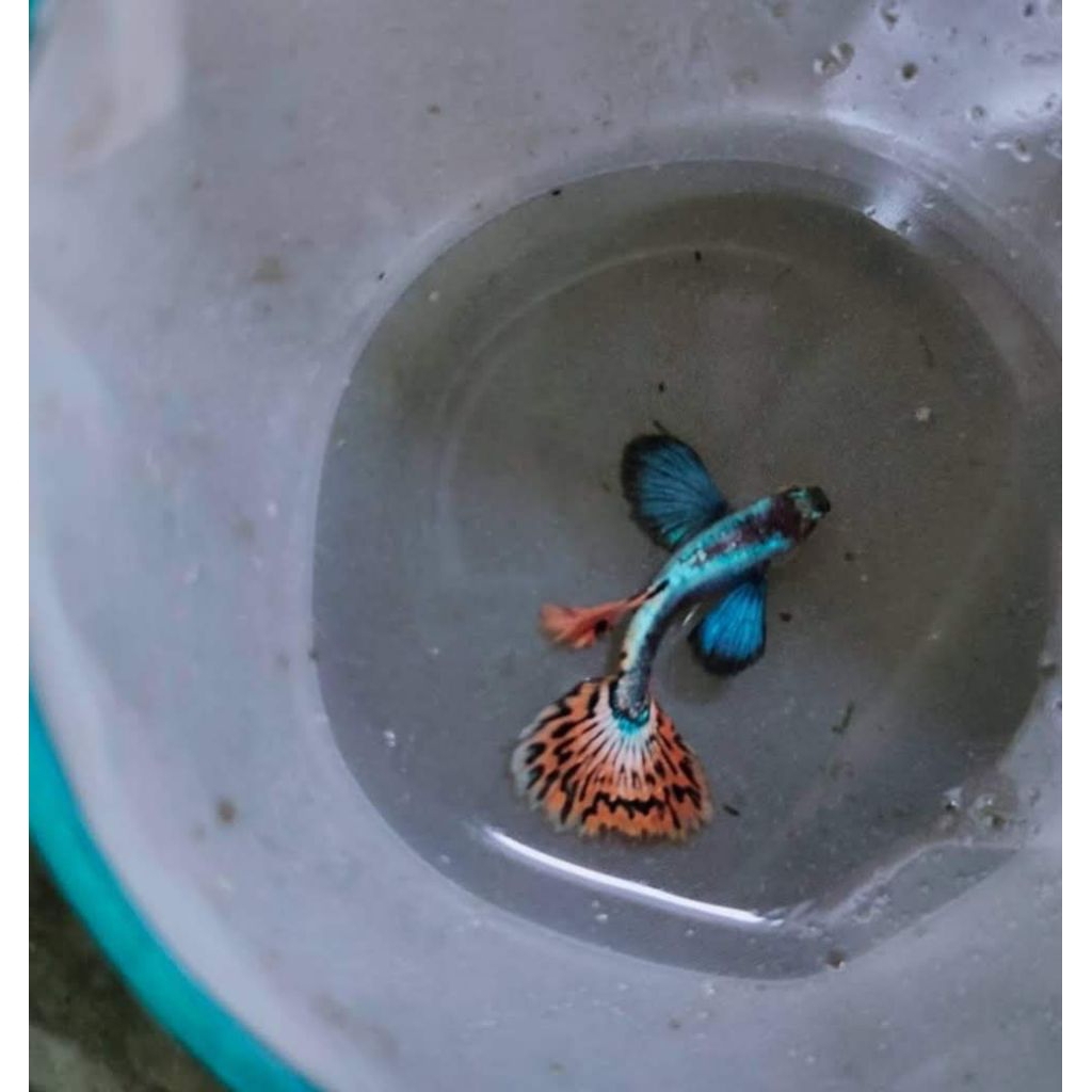 Sepasang Guppy PLATIMUN RED MOZAIK BIG EAR Size Remaja Mulai Produksi