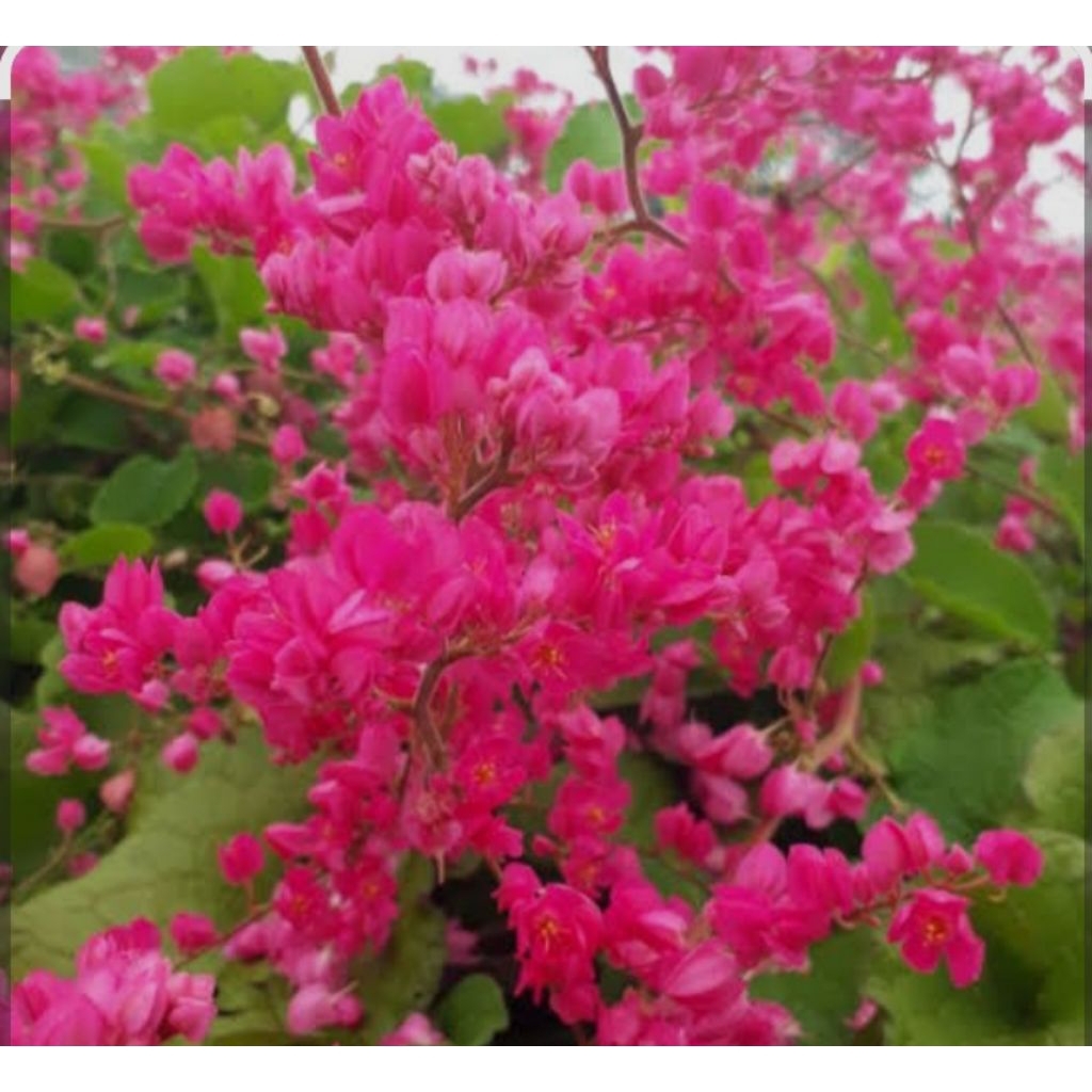 Benih Bunga Air Mata Pengantin 50 biji