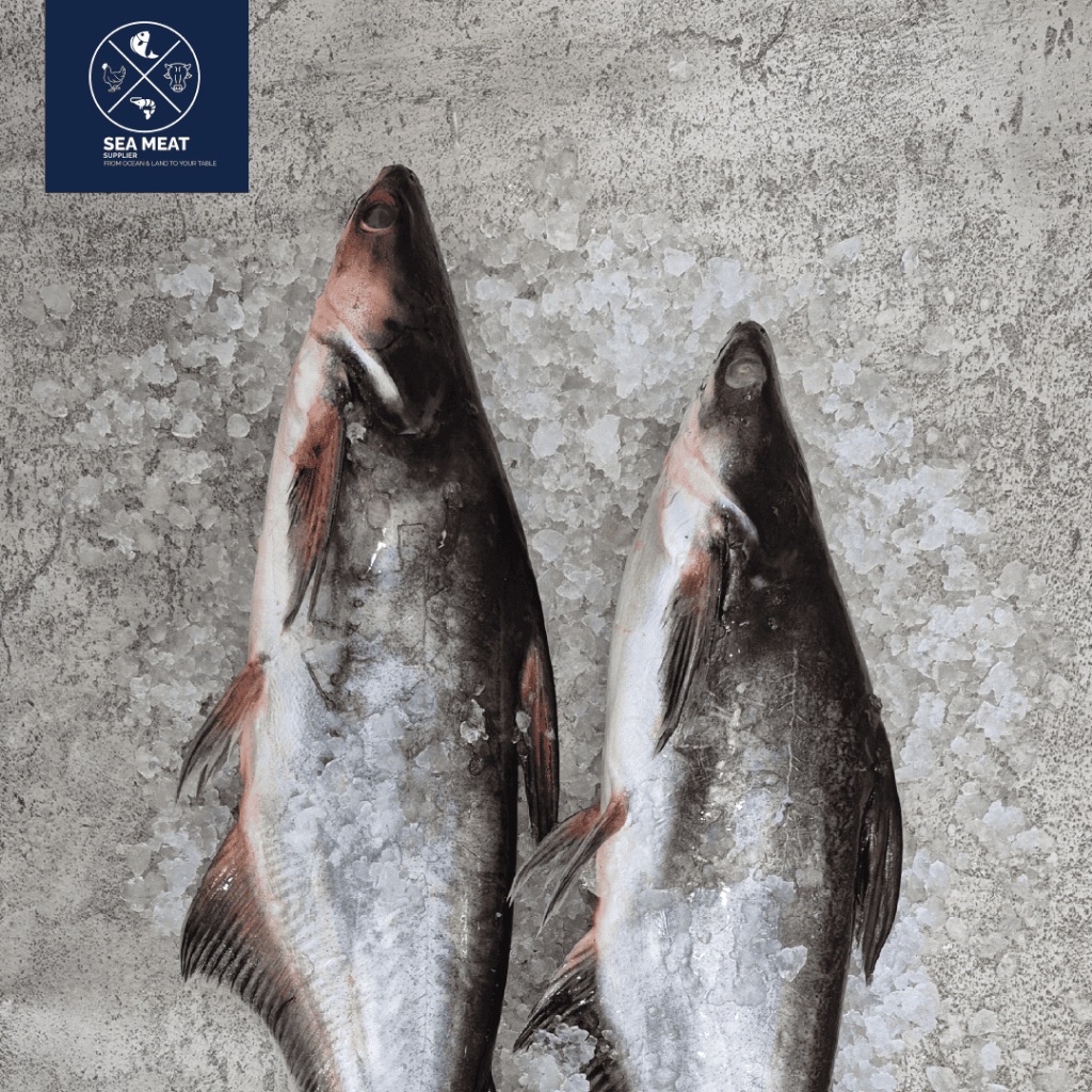 IKAN PATIN SEGAR | PANGASIUS FROZEN