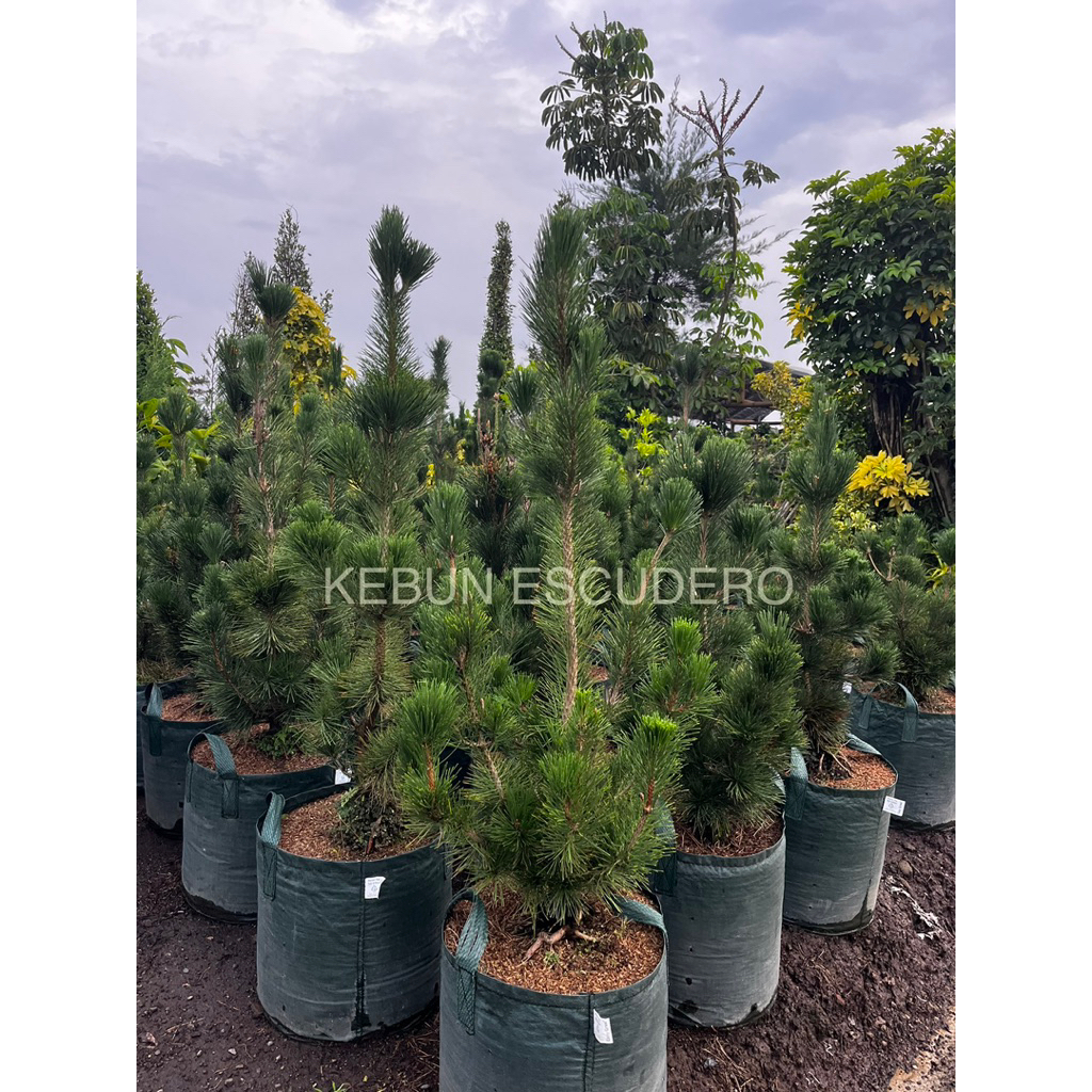 Pinus Black Pine - Tanaman Hias Pinus Black Pine Tinggi 1-1,2 Meter - Tanaman Hias Pinus Hitam Kokek