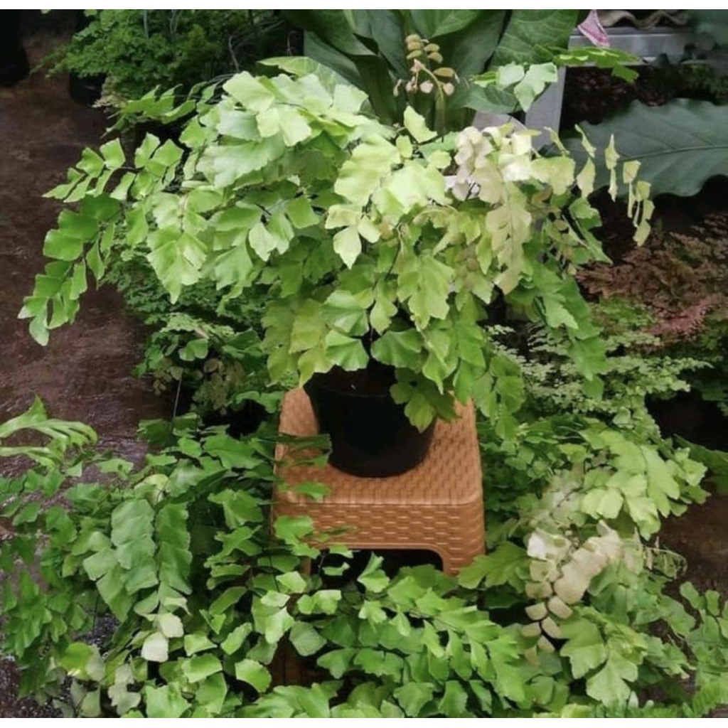 Pohon Suplir Gajah Tanaman Hias Pohon Pakis Suplir Gajah